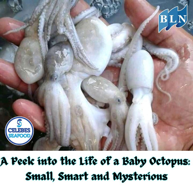 A Peek into the Life of a Baby Octopus : Small, Smart and Mysterious